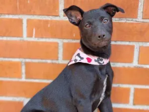 Cachorro raça SRD idade 2 a 6 meses nome   Luna e Bradock