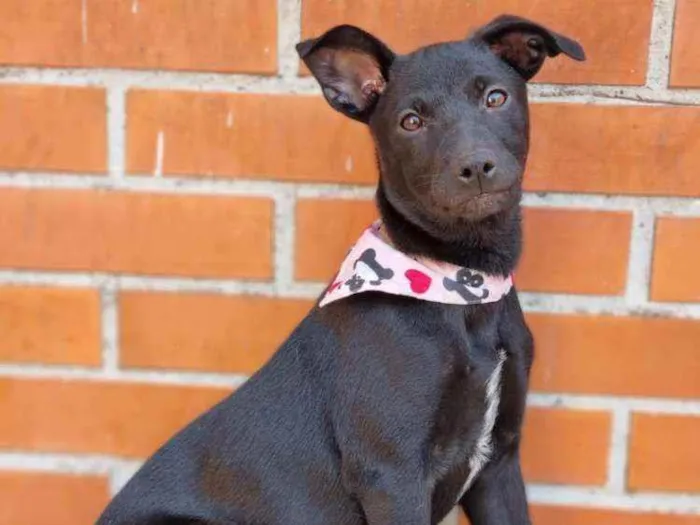 Cachorro raça SRD idade 2 a 6 meses nome   Luna e Bradock