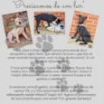 Cachorro raça SRD idade 2 a 6 meses nome   Luna e Bradock