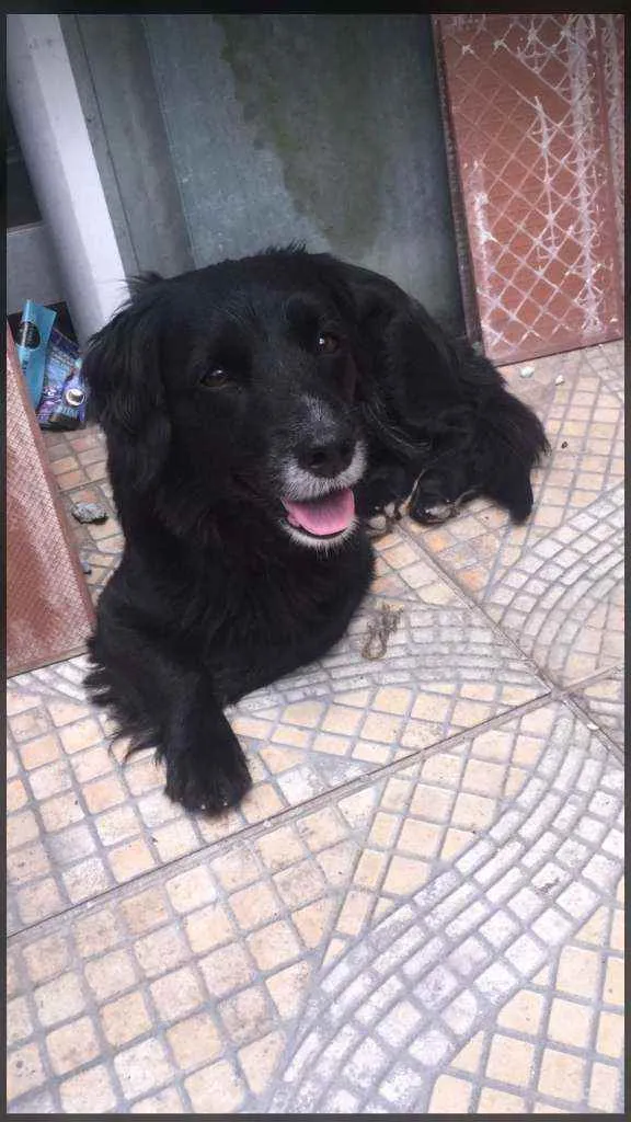 Cachorro raça SRD idade 1 ano nome Lola