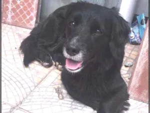 Cachorro raça SRD idade 1 ano nome Lola