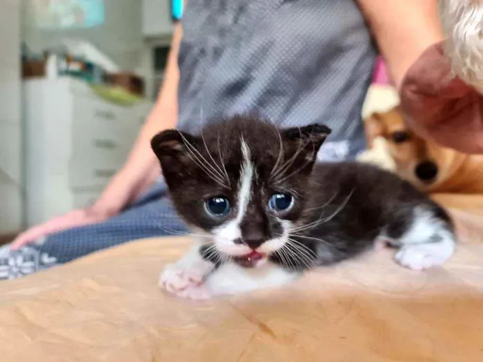 Gato ra a SRD idade Abaixo de 2 meses nome Úliman