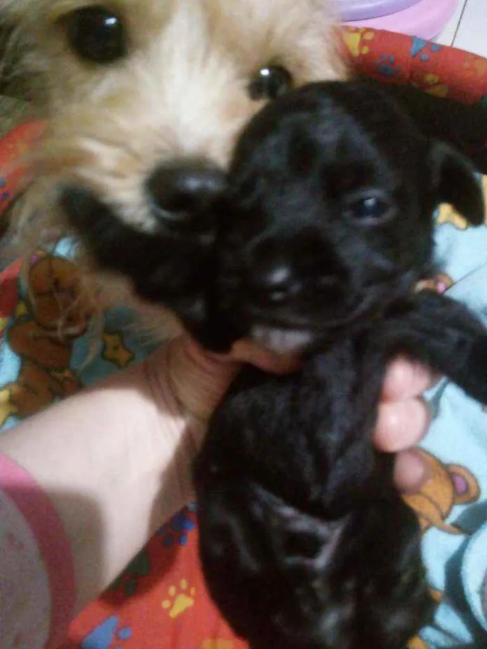 Cachorro ra a Srd.  Mistura de iork idade Abaixo de 2 meses nome Sem nome