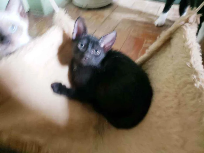 Gato raça Srd idade 2 a 6 meses nome Obama