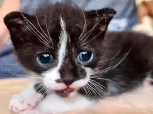 Gato raça SRD idade Abaixo de 2 meses nome Úliman