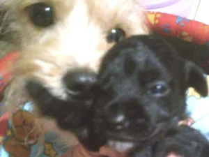 Cachorro raça Srd.  Mistura de iork idade Abaixo de 2 meses nome Sem nome