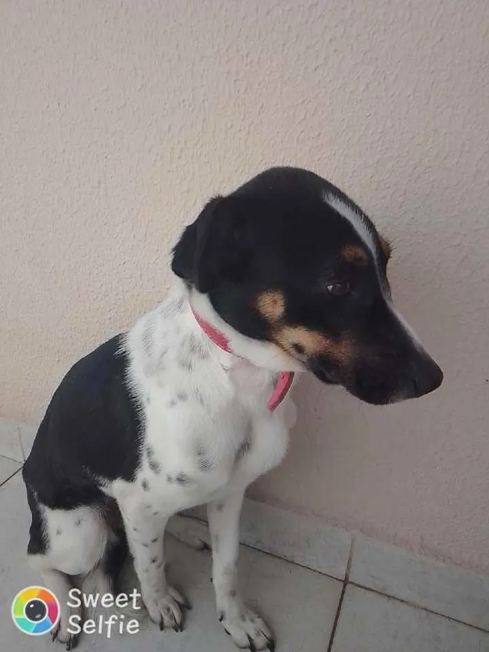 Cachorro ra a Mestiça idade 7 a 11 meses nome Nina