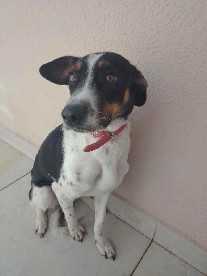 Cachorro ra a Mestiça idade 7 a 11 meses nome Nina
