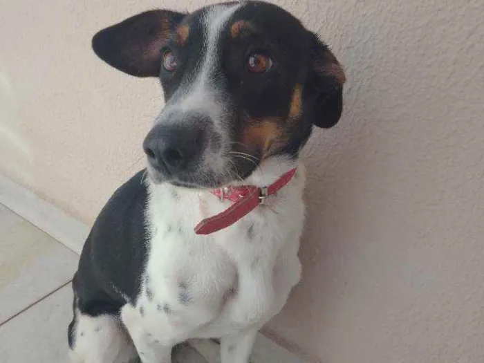 Cachorro ra a Mestiça idade 7 a 11 meses nome Nina