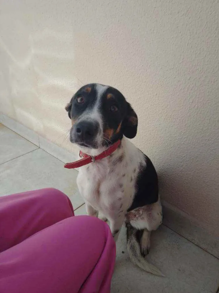 Cachorro ra a Mestiça idade 7 a 11 meses nome Nina