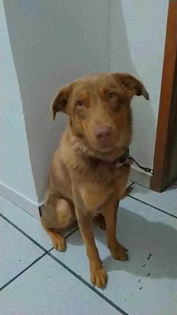 Cachorro ra a Vira-lata idade 7 a 11 meses nome Laik