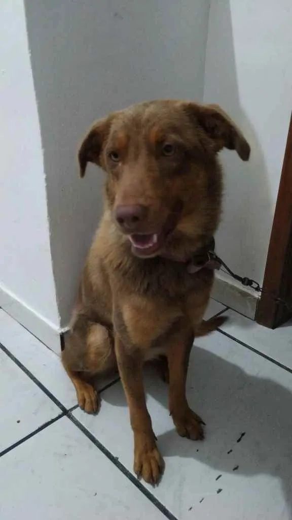 Cachorro ra a Vira-lata idade 7 a 11 meses nome Laik