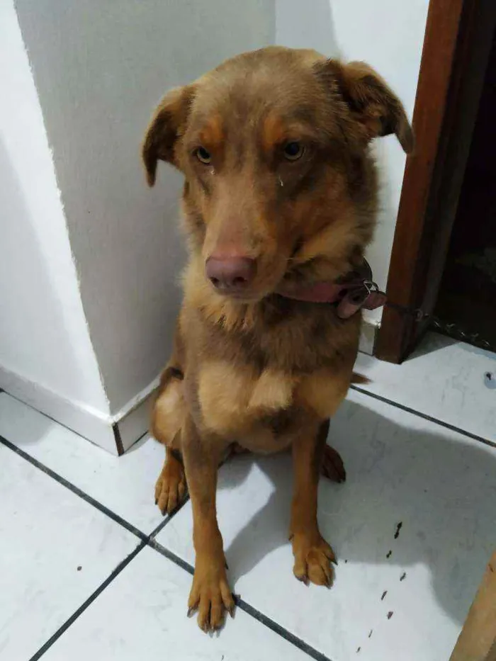 Cachorro ra a Vira-lata idade 7 a 11 meses nome Laik