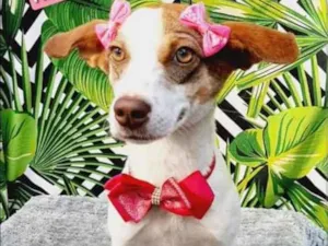 Cachorro raça SRD  idade 1 ano nome Nina 