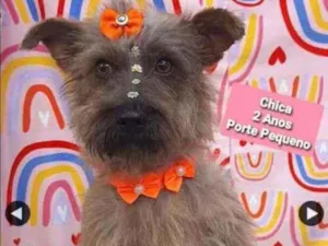 Cachorro raça SRD  idade 2 anos nome Chica 