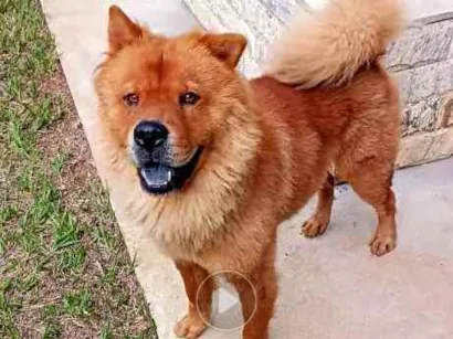 Cachorro raça Chow Chow idade 2 anos nome Hulk