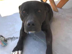 Cachorro raça  idade 3 anos nome NÃO sei 