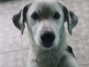 Cachorro raça  idade  nome Sem Nome