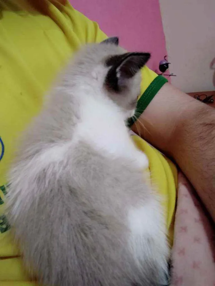 Gato raça nao sei idade 2 a 6 meses nome sem nome