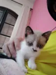 Gato raça nao sei idade 2 a 6 meses nome sem nome