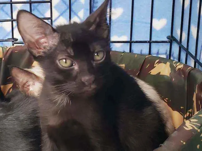 Gato raça Srd idade 2 a 6 meses nome Oscar