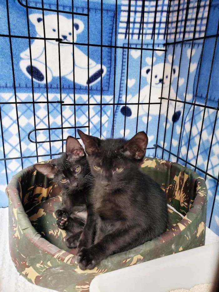 Gato raça Srd idade 2 a 6 meses nome Oliver