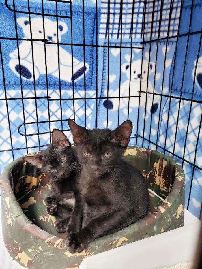 Gato raça Srd idade 2 a 6 meses nome Oliver