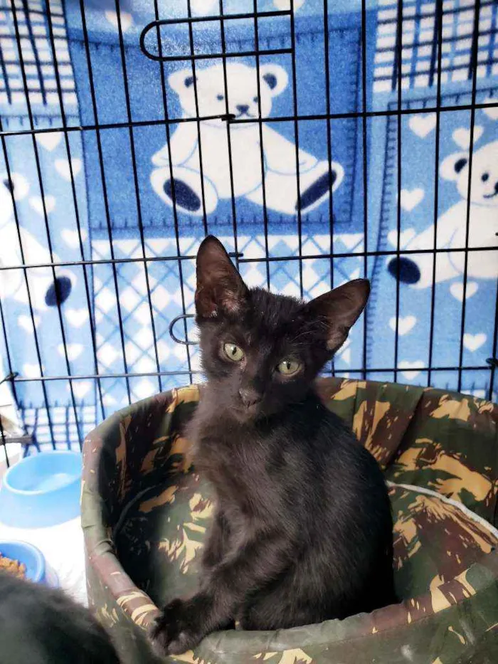 Gato raça Srd idade 2 a 6 meses nome Oliver