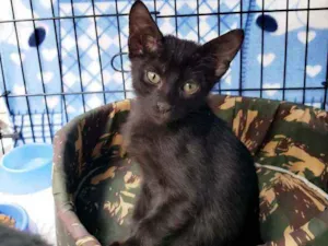 Gato raça Srd idade 2 a 6 meses nome Oliver