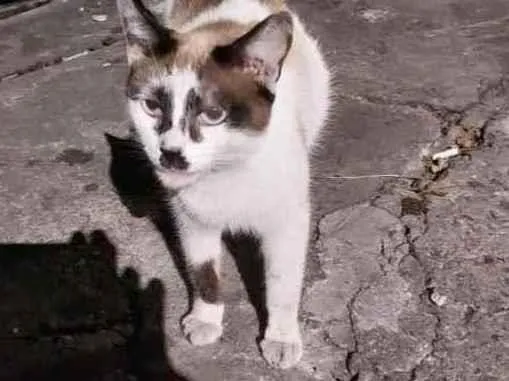 Gato raça Srd idade 1 ano nome Maya