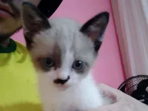 Gato raça nao sei idade 2 a 6 meses nome sem nome