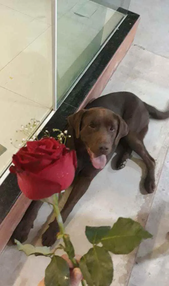 Cachorro ra a Labrador idade 5 anos nome Apolo