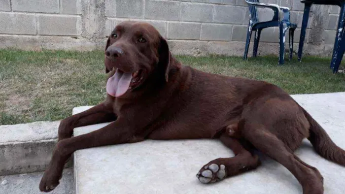 Cachorro ra a Labrador idade 5 anos nome Apolo