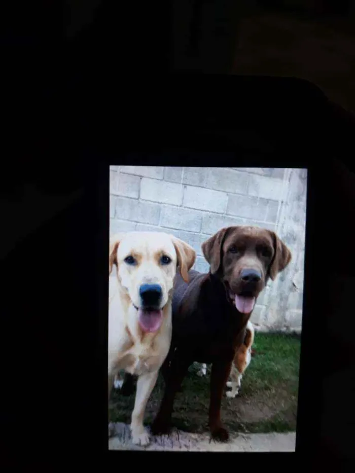 Cachorro ra a Labrador idade 5 anos nome Apolo