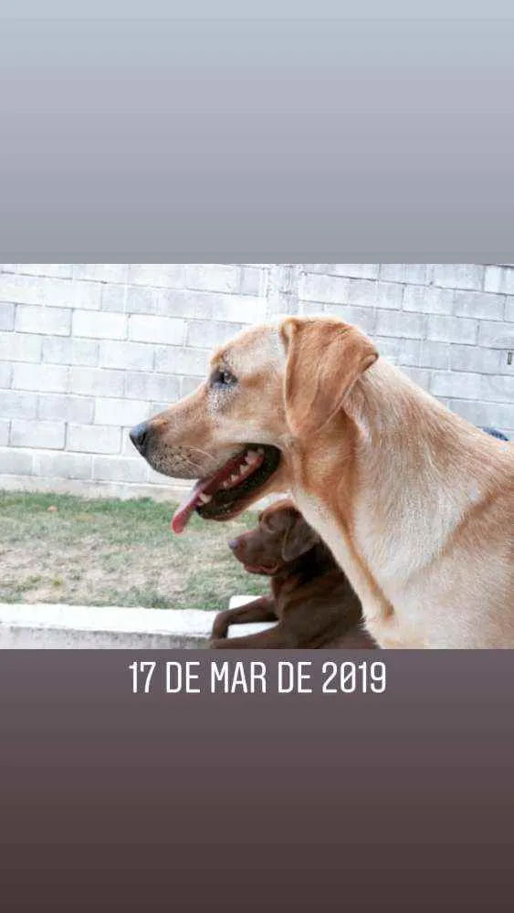 Cachorro ra a Labrador idade 4 anos nome Nina