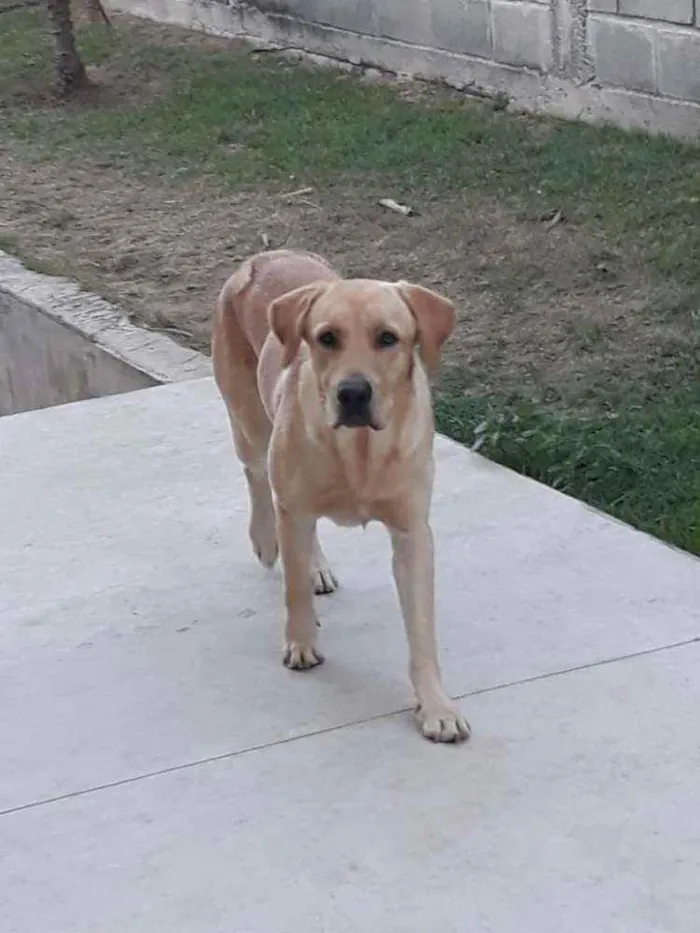 Cachorro ra a Labrador idade 4 anos nome Nina