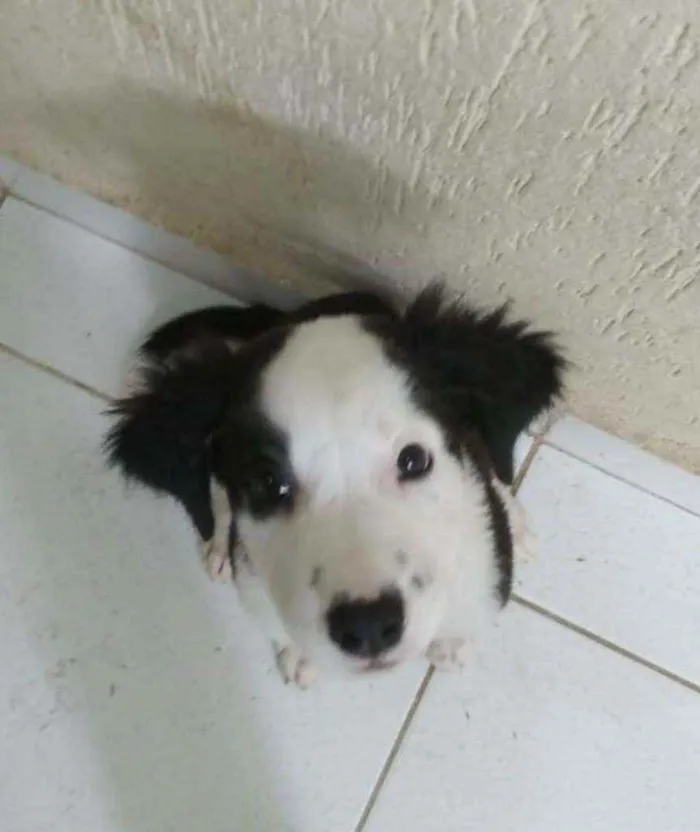 Cachorro ra a SRD idade 2 a 6 meses nome Athos
