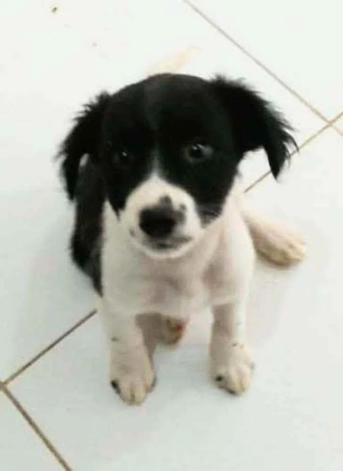 Cachorro ra a SRD idade 2 a 6 meses nome Morena