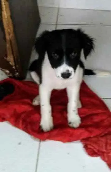 Cachorro ra a SRD idade 2 a 6 meses nome Morena
