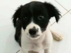 Cachorro raça SRD idade 2 a 6 meses nome Morena