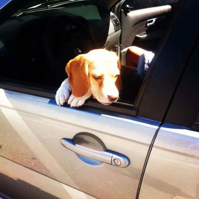 Cachorro ra a Beagle idade 6 ou mais anos nome Mel