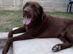 Cachorro raça Labrador idade 5 anos nome Apolo