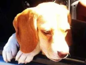 Cachorro raça Beagle idade 6 ou mais anos nome Mel