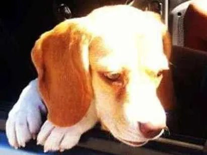 Cachorro ra a Beagle idade 6 ou mais anos nome Mel