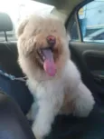 Urso