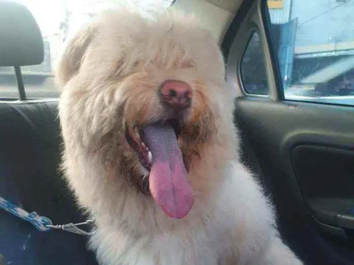 Cachorro ra a SRD idade 7 a 11 meses nome Urso