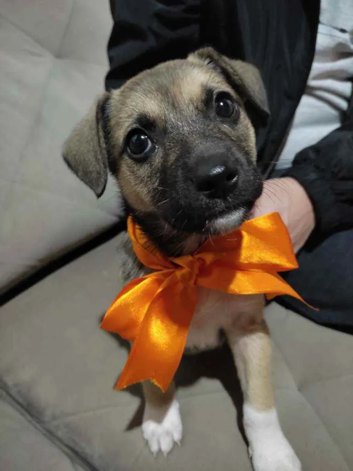 Cachorro ra a Indefinida idade Abaixo de 2 meses nome Costelinha