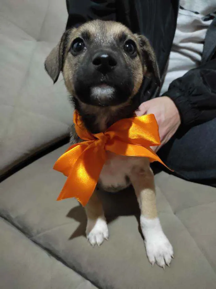 Cachorro ra a Indefinida idade Abaixo de 2 meses nome Costelinha