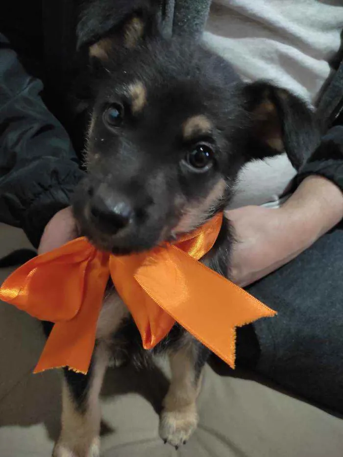 Cachorro ra a Indefinida idade Abaixo de 2 meses nome Soneca