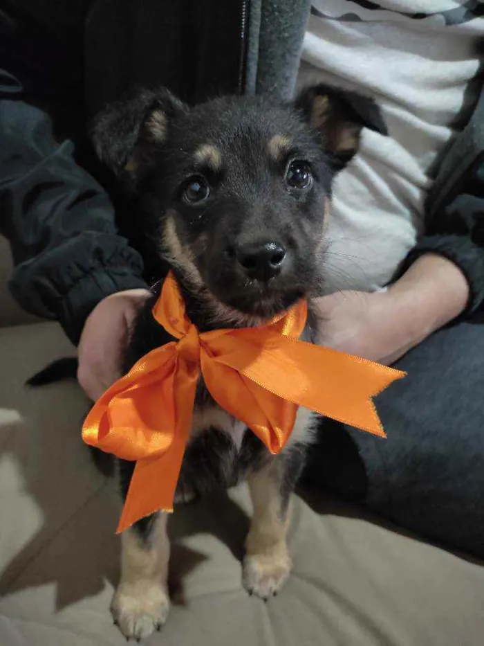 Cachorro ra a Indefinida idade Abaixo de 2 meses nome Soneca